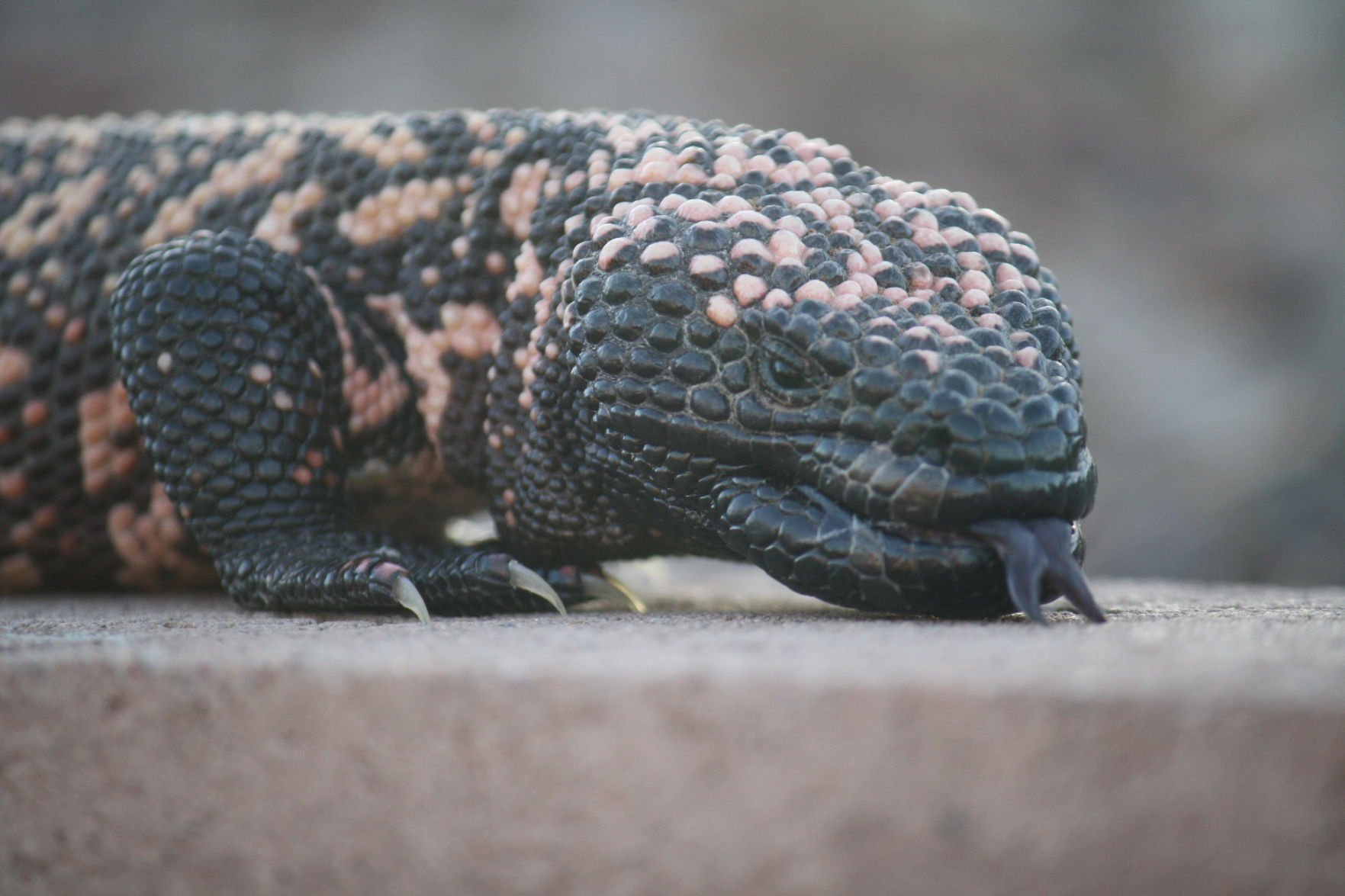 Lizard